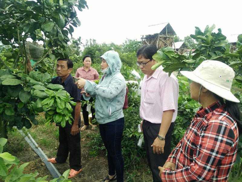 Vuon buoi cua chi Thuy ap T5, xa Vinh Phu.jpg